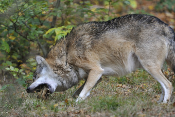 Eropäischer Grauwolf