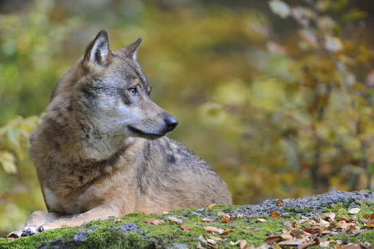 Fototapeta Eropäischer Grauwolf