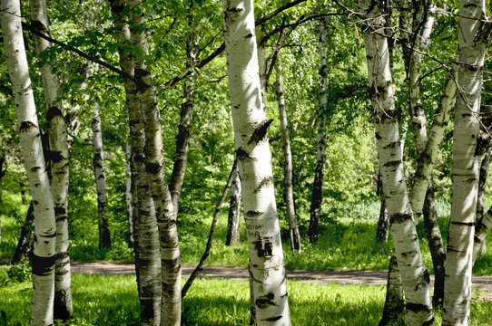 Fototapeta Birches / White birches in the summer forest in sunny day
