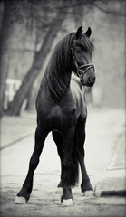 Black stallion. © Azaliya (Elya Vatel)
