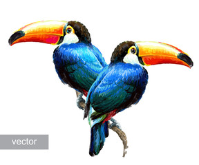 Toucan sitting on tree branch