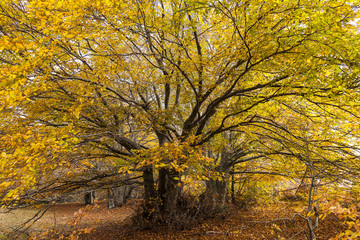 Fototapeta premium Faggio secolare con grandi ramificazioni . Autunno foglie gialle