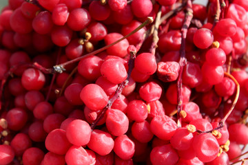 harvest of red schizandra