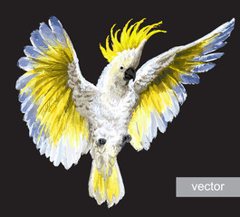 Tropical parrots Crested Cockatoo © doublebubble_rus