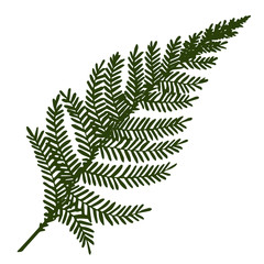 Vector Fern hand drawn botanical illustration