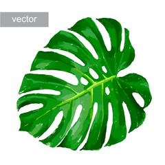 Tropical leaf isolated