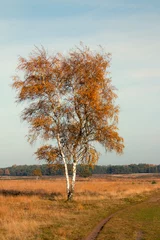 Foto auf Alu-Dibond Boom in herfstkleur op de heide © www.kiranphoto.nl