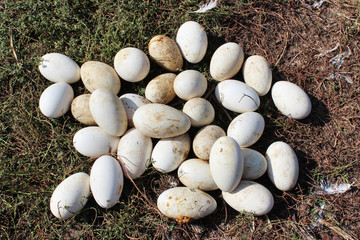 goose eggs in the grass
