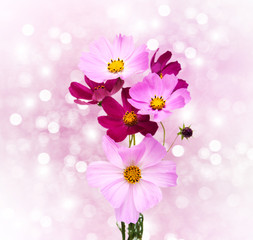 Fototapeta na wymiar Cosmos flowers
