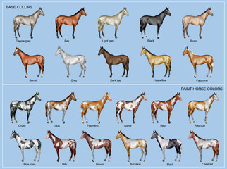 Horse color chart © willierossin