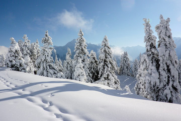 Fototapeta na wymiar Spuren im Schnee am Rand des Winterwaldes