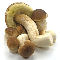 Steinpilze - Boletus