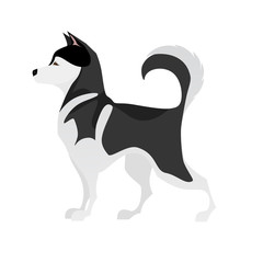 Isolated adorable black and white young Husky