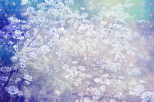 Dreamy beautiful background with meadow of flowers