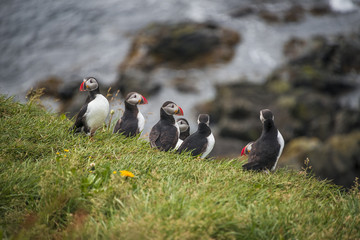Colony of Icelandic puffins at remote islands, Iceland, summer t