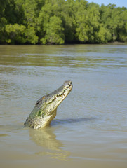 Salt water crocodile in Kakadu park river