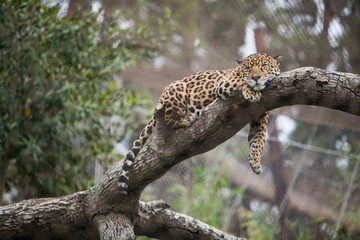 Fototapeta na wymiar Leopard sleeping on the tree in zoo