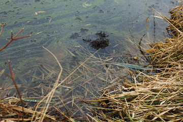 Yellow grass sprouting in the shallow water of a lake in early spring