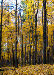 Yellow forest