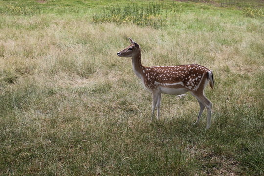 ROE deer WITH black delicate eyes,