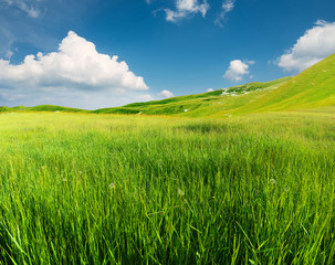 Fototapeta premium Green field in the mountain valley. Beautiful summer landscape