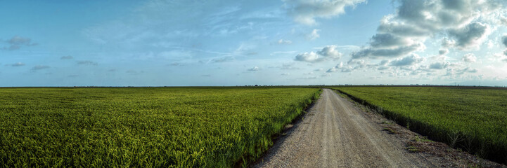 Rizi&egrave;res du Delta del Ebro en Catalogne
