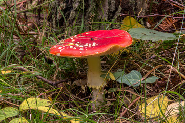 Roter Fliegenpilz - Amanita muscaria