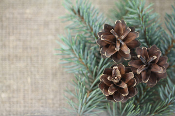 Pine branches with cones