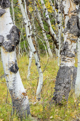 Unusual Aspen trees in a grove