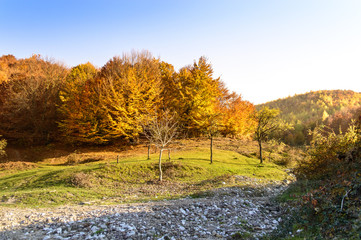 Colorful autumn landscape in the mountains
