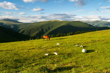 Mountain landscape with horse. The Southern Carpathians -Romania.
