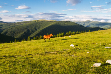 Mountain landscape with horse. The Southern Carpathians -Romania.