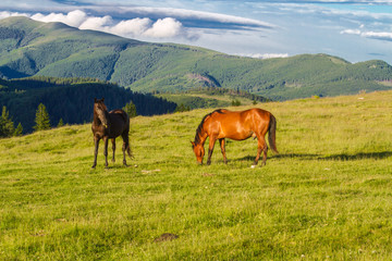 Obraz premium Mountain landscape with horses. The Southern Carpathians -Romania.