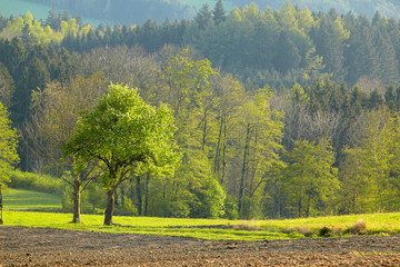 Naklejka premium Frühling
