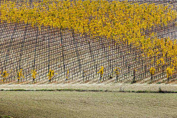 Fototapeta premium Vineyard in autumn in Tuscany,Italy