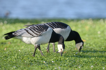 Barnacle Goose, Branta leucopsis