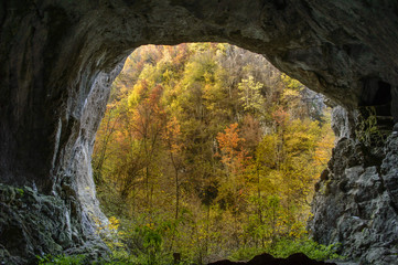 View from inside a cave looking out to autumn forest
