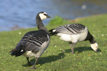 Barnacle Goose, Branta leucopsis