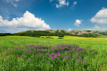 Fototapeta na wymiar Field with flowers in mountain valley 