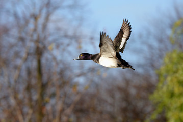 Tufted Duck, Aythya fuligula