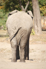 Tył słonia - 96402571