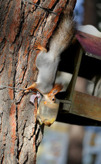 Beautiful portrait of a squirrel