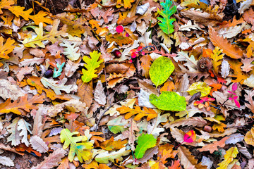 rengarenk sonbahar yaprakları