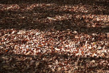 autumn leaves
