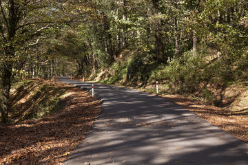 autumn and road