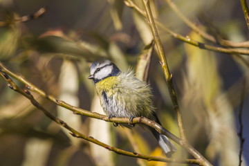 Blaumeise (Parus caelureus)