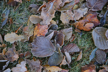 frosted brown leaves