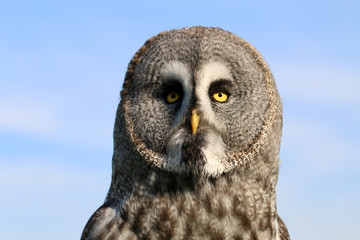 Great gray owl portrait
