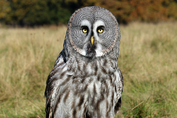 Great gray owl portrait