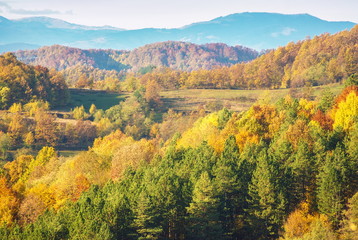 Fototapeta premium Golden beautiful autumn forest tree landscape